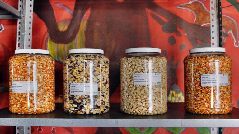 Para impulsar la conservación de la milpa, inauguran banco de semillas en Oaxaca