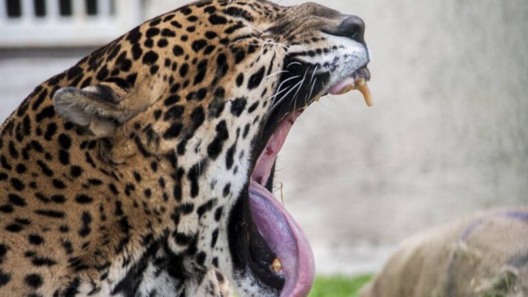 Día Mundial de la Vida Silvestre: ¿qué organizaciones protegen a los animales?