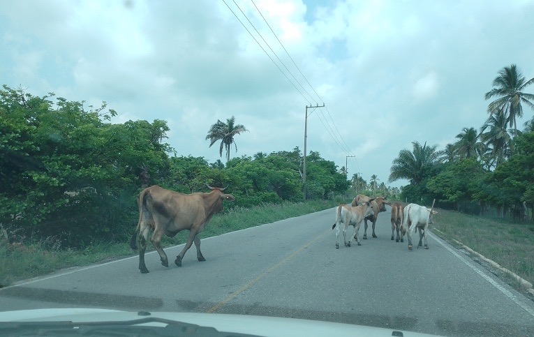 Peligro para automovilistas ganado suelto en la carretera a Tonalá