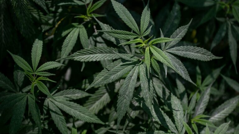 ¿Qué significa y en qué consiste el uso lúdico de la marihuana?