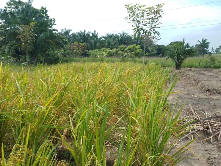 El poblado “Los Manantiales” un sector productivo de Agua Dulce