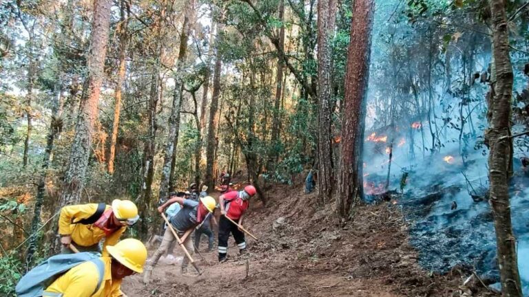 Arde Veracruz por incendios forestales; hay al menos 10 municipios afectados