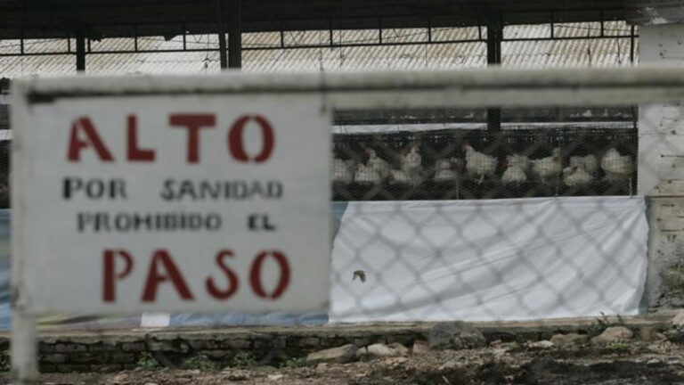 Es una cepa considerada grave: México registra su primer caso de gripe aviar H5N1