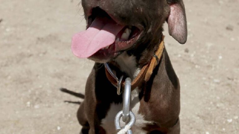 “Él protegió su hogar”: redes piden no sacrificar al “Héroe de Copoya”, perro pitbull que mordió a ladrón y evitó robo