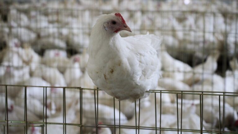 Detectan 296 mil aves de corral afectadas por influenza aviar; se concentran en Sonora y Nuevo León