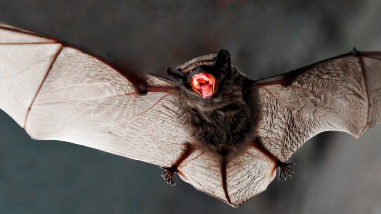 Niños atendidos por rabia, sin pronóstico favorable: secretaria de Salud de Oaxaca