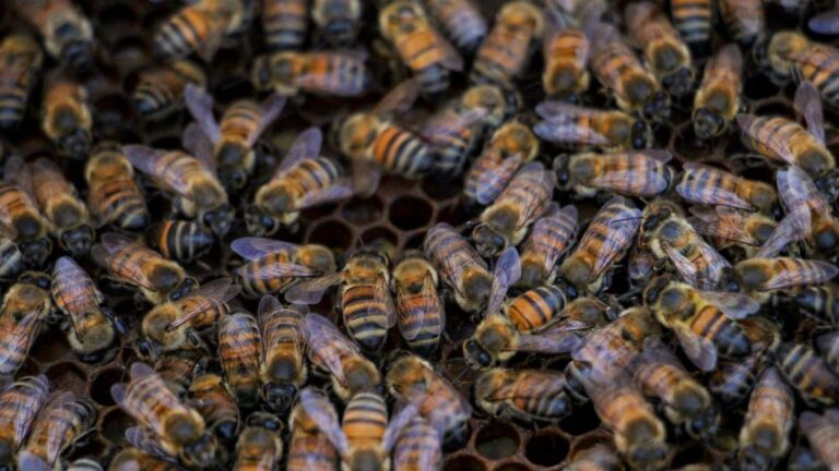 Abejas africanas atacan a más de 100 niños de primaria en Tapachula