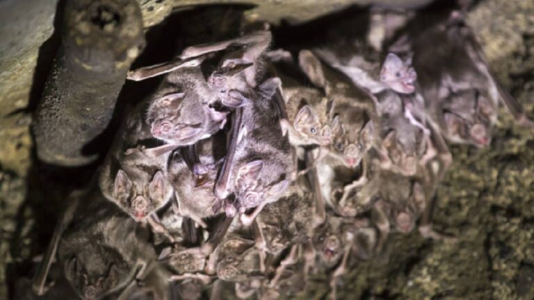 Menores mordidos en Oaxaca dieron positivo a rabia; hay nueve variantes en México de las 11 existentes