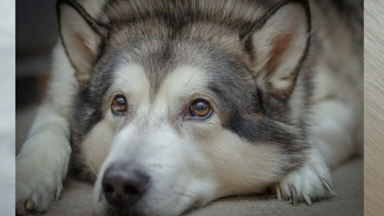 “Murió en mis brazos”: balean a perro husky que defendió a su dueña de asalto en Veracruz
