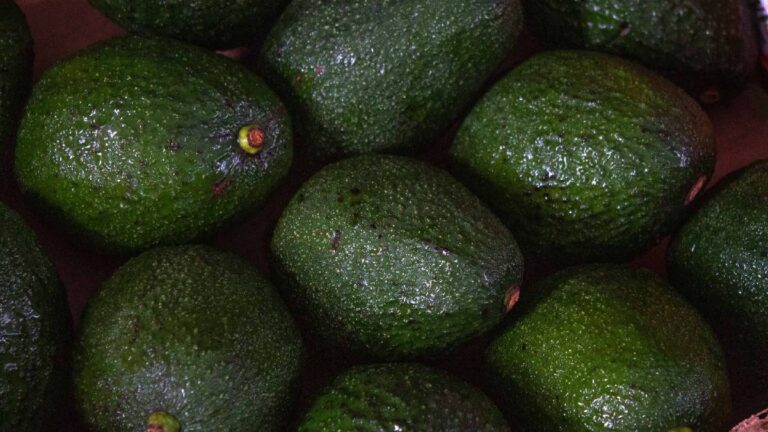 7 curiosidades sobre el aguacate, el oro verde mexicano