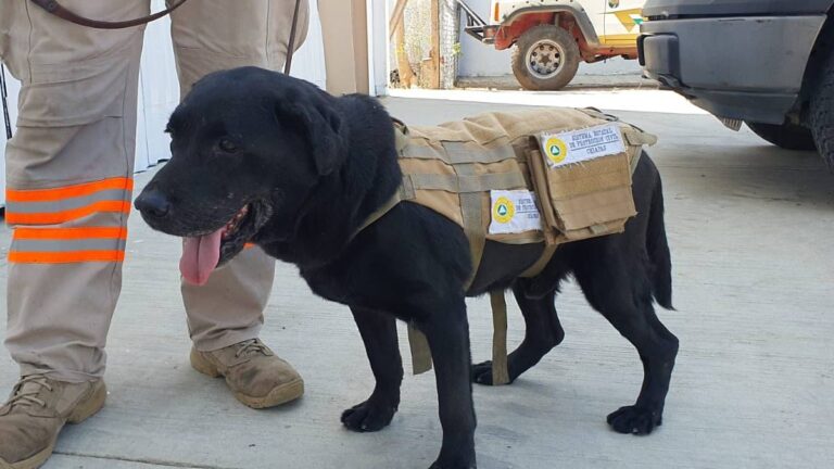 Una vida dedicada al rescate: se jubila el perrito Sismo en Chiapas