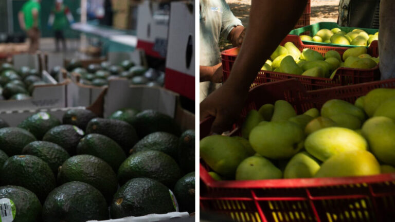 No sólo de aguacate: EU suspende también importación de mango michoacano